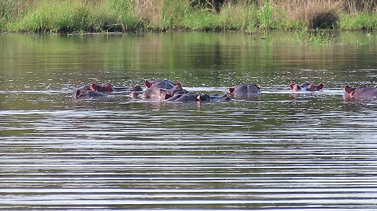 Hippos lounging